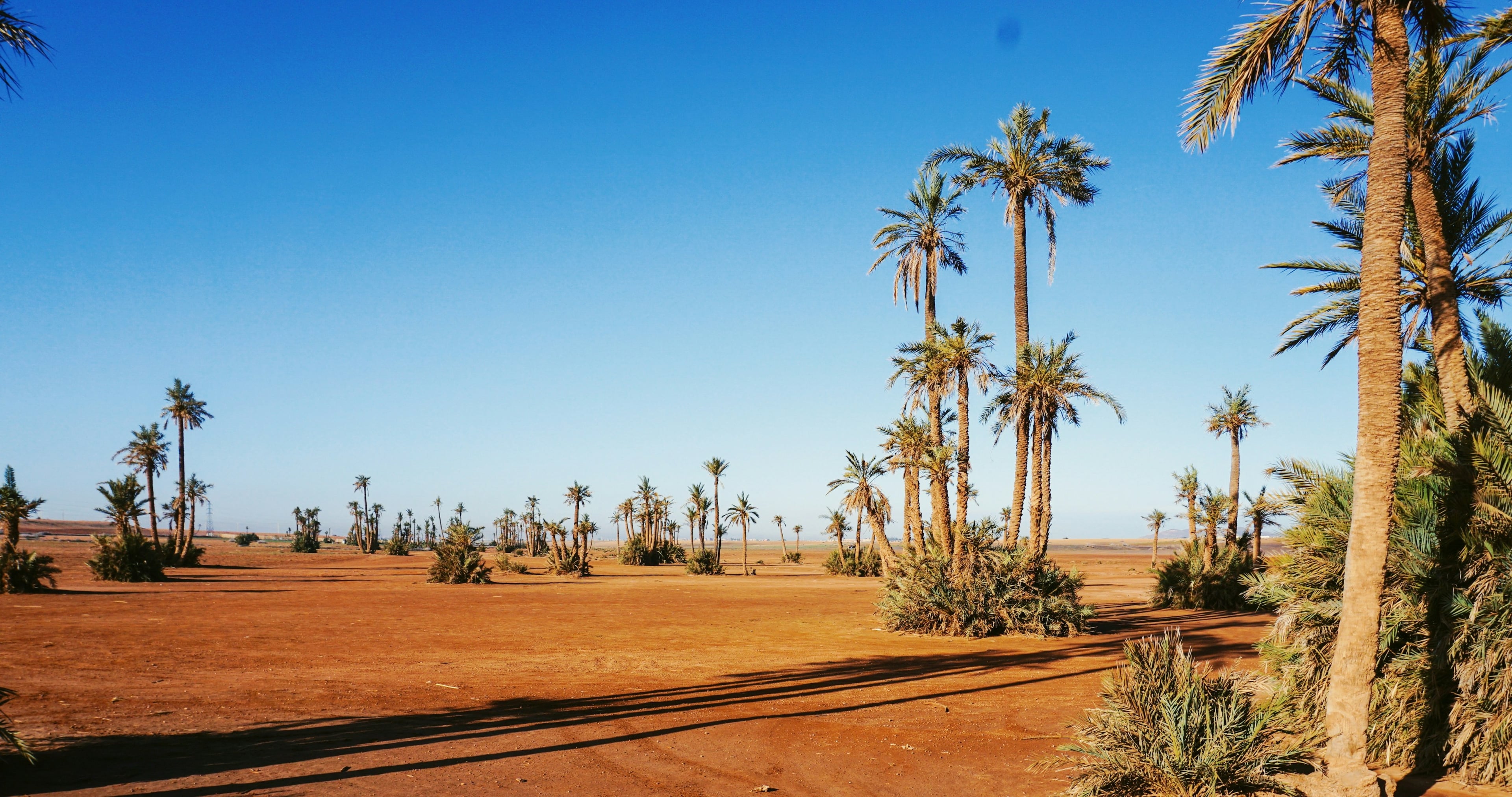 Palm trees of the Marrakech Palmeraie in soft light