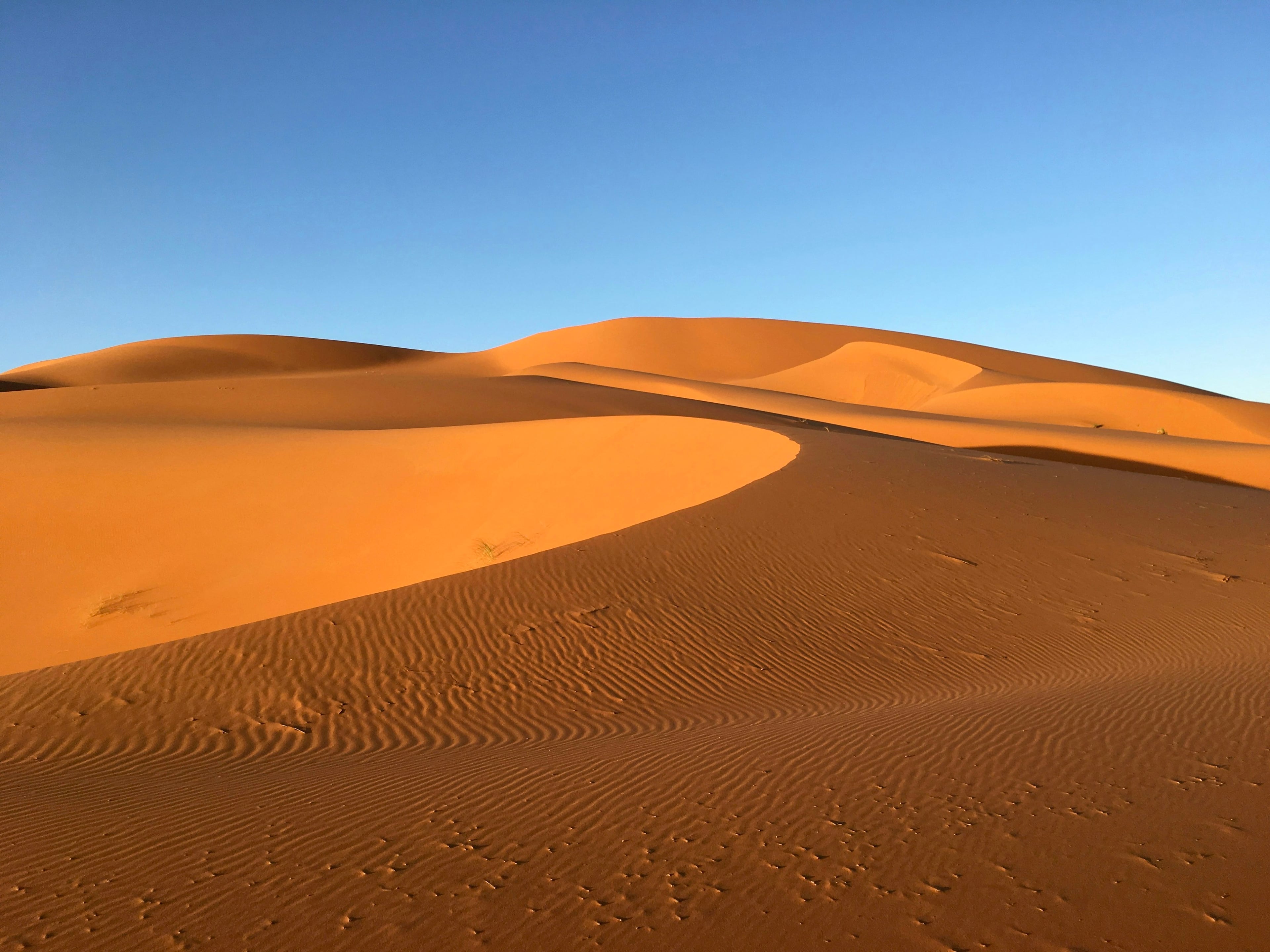 Sahara dunes at first light