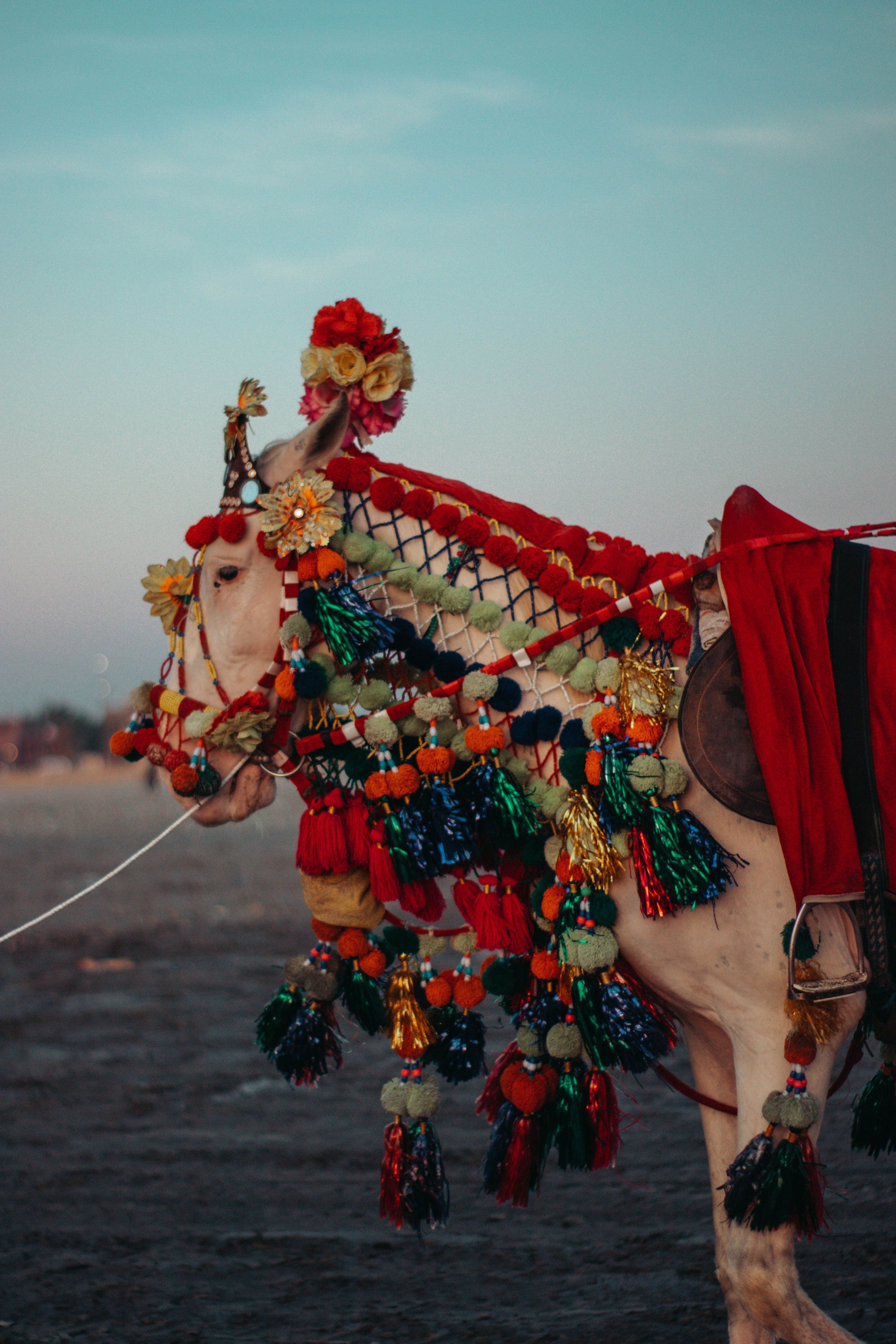 A white horse in an ornate bridle with red and gold tassels